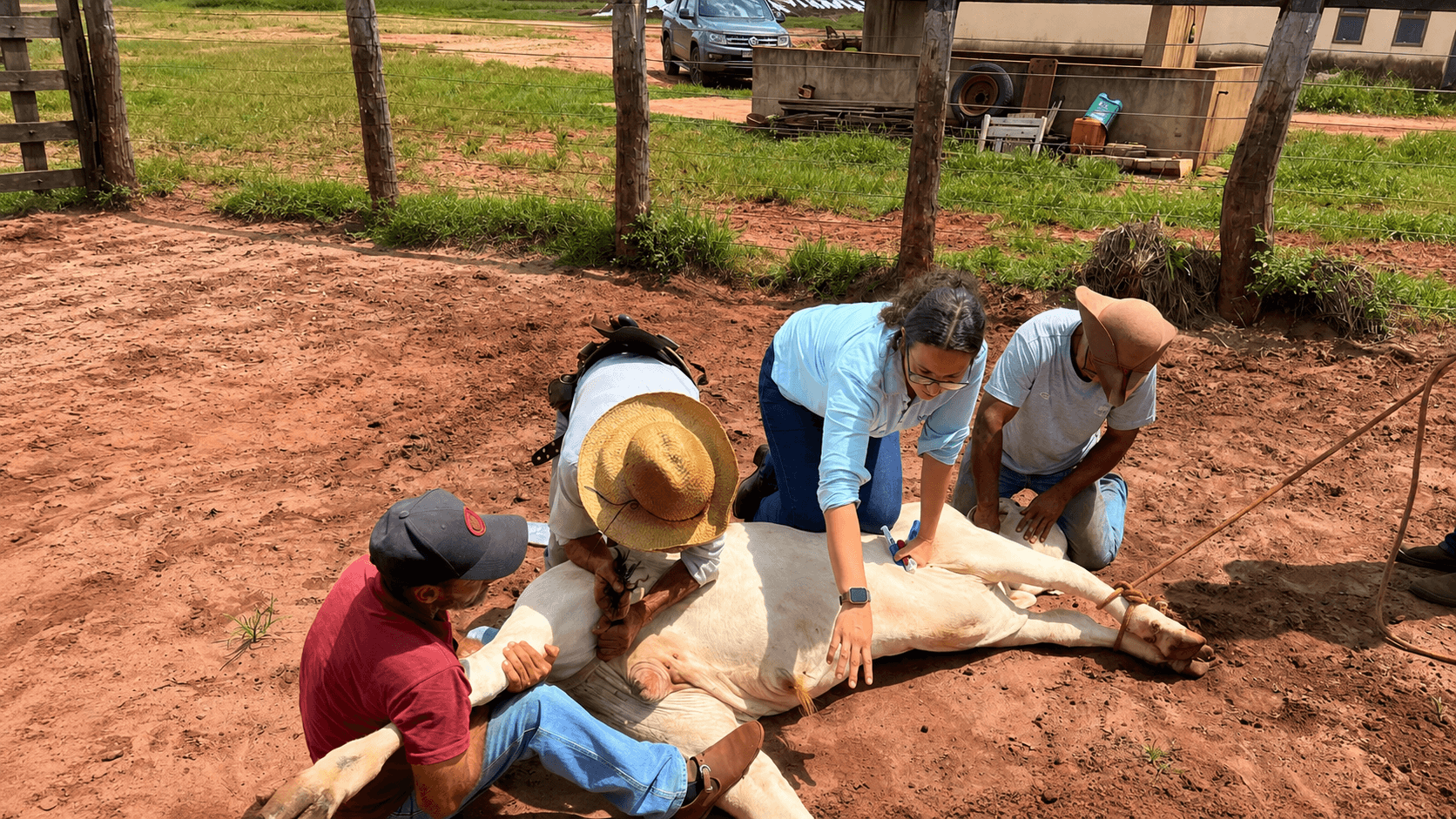 Field team participating in practical cattle-health training