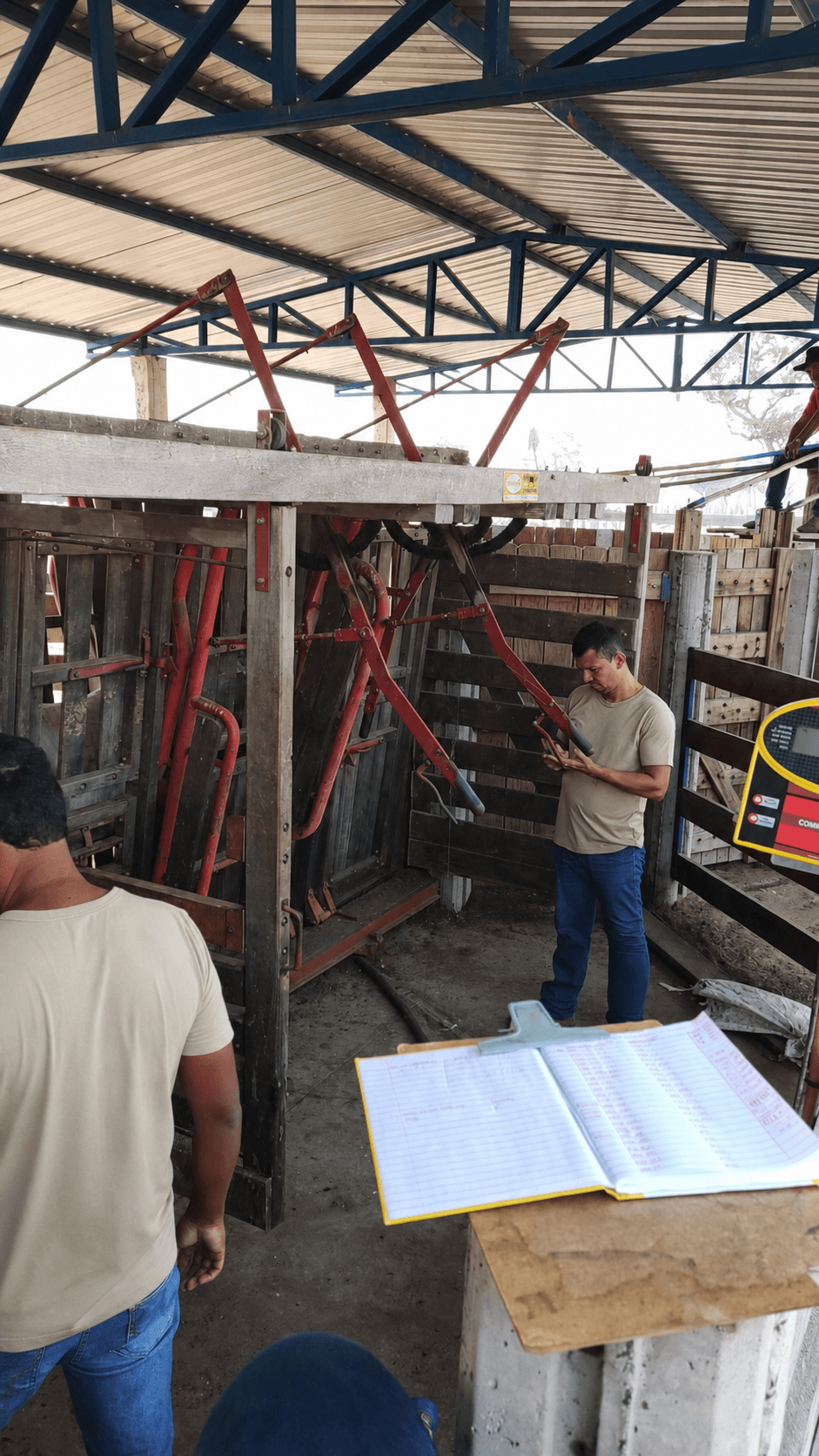 Technical team monitoring cattle handling at a livestock facility
