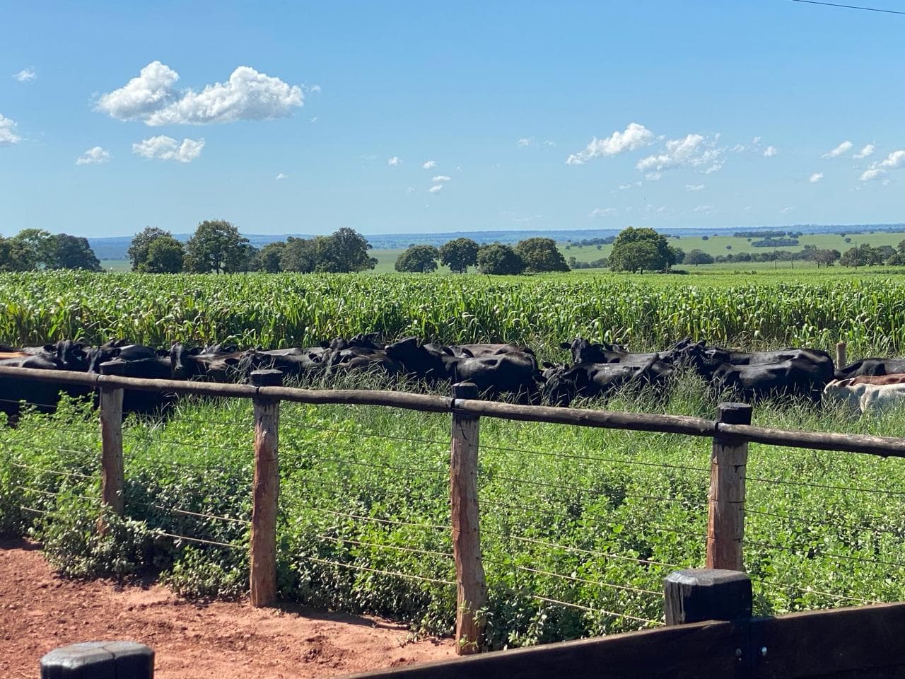 Cattle beside a wooden fence next to a tall forage crop grown for feed.