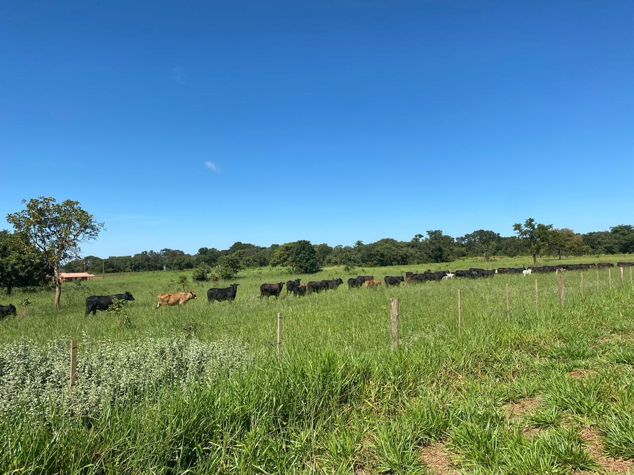 Gado pastando em pastagem verde densa e renovada atrás de uma cerca de arame.