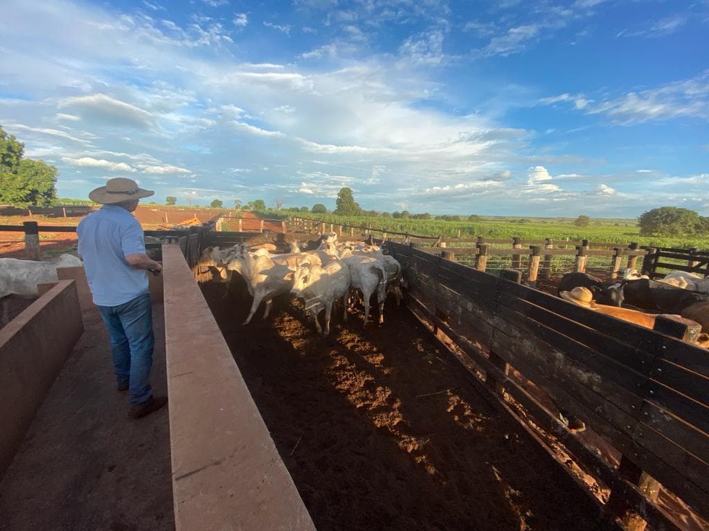 A worker moving cattle through a corral during routine handling.