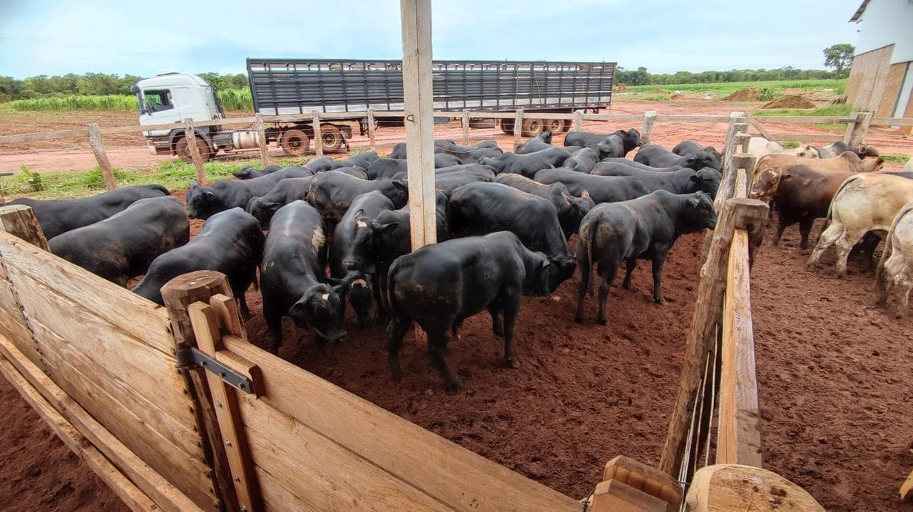 Cattle held in a wooden corral with a livestock transport truck ready for loading.