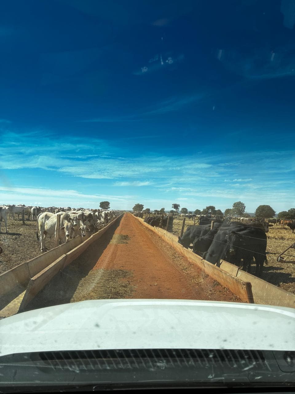 View down the central feed alley with concrete feed bunks and cattle feeding on both sides.