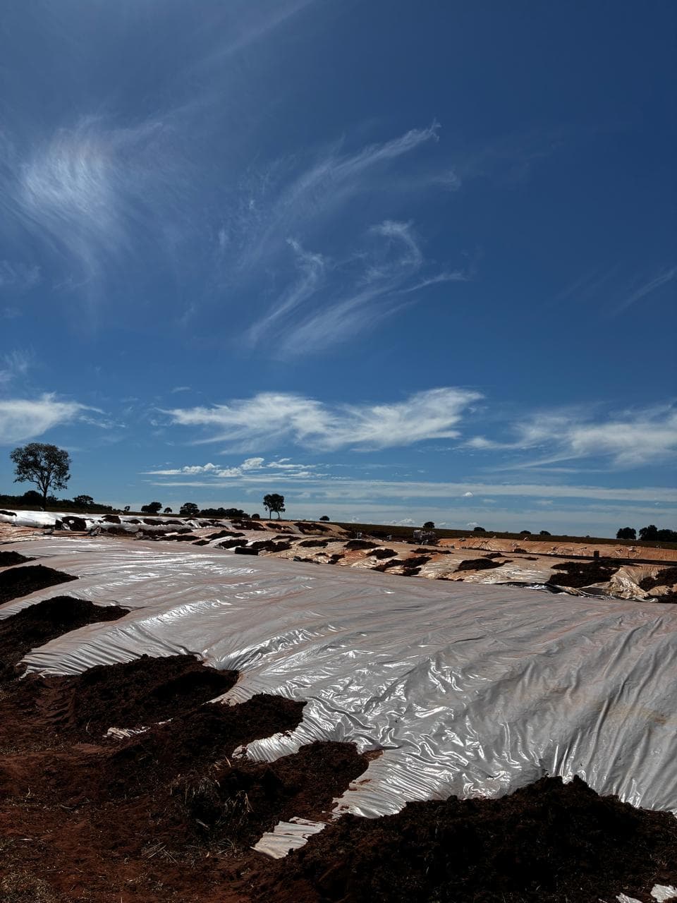 A large silage bunker sealed under a white plastic cover weighted with soil.