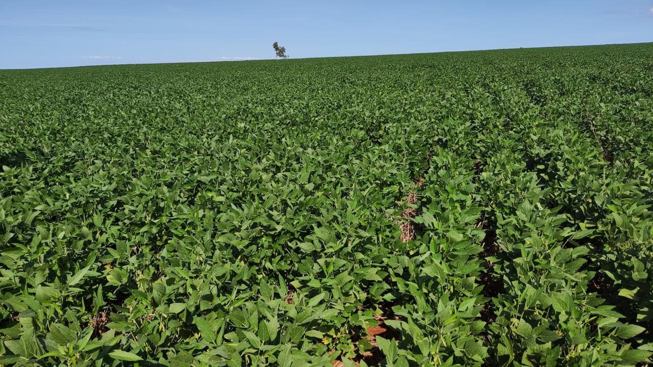 A healthy soybean field extending to the horizon under a clear sky.