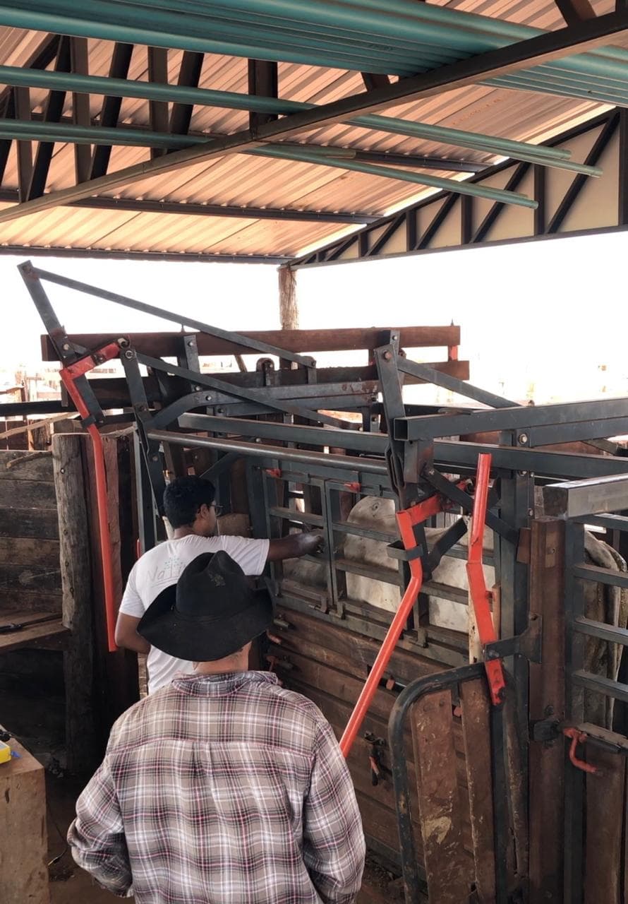 Operator working cattle through the completed handling facility and squeeze chute.