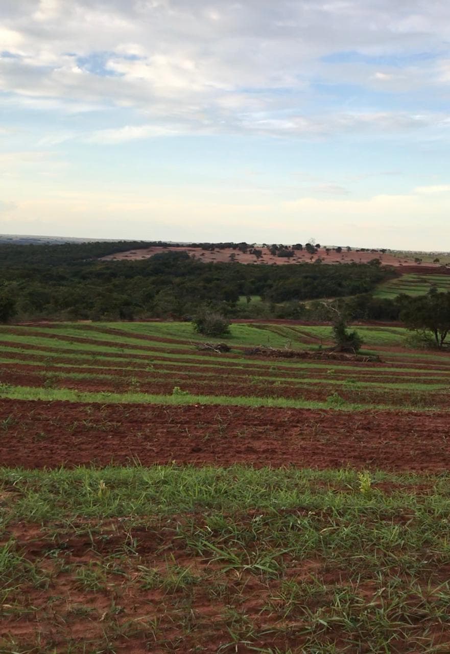 Terraços em nível construídos no terreno para controle de erosão e conservação do solo.