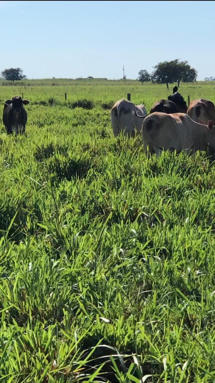 Cattle grazing on fully established, productive pasture.
