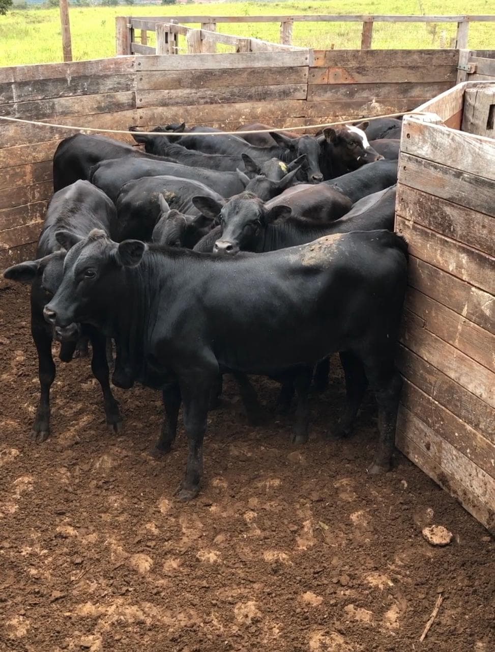 Finished cattle in the corral of the operating cattle system.