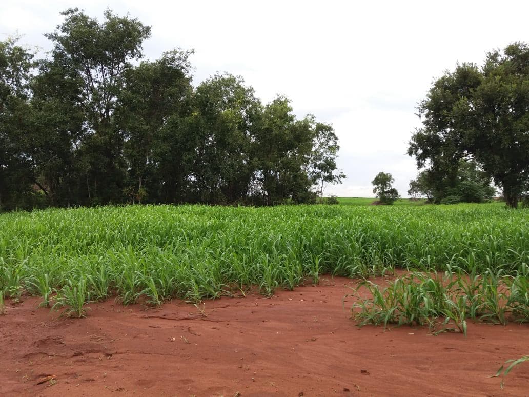 Newly established forage crop growing on corrected soil.