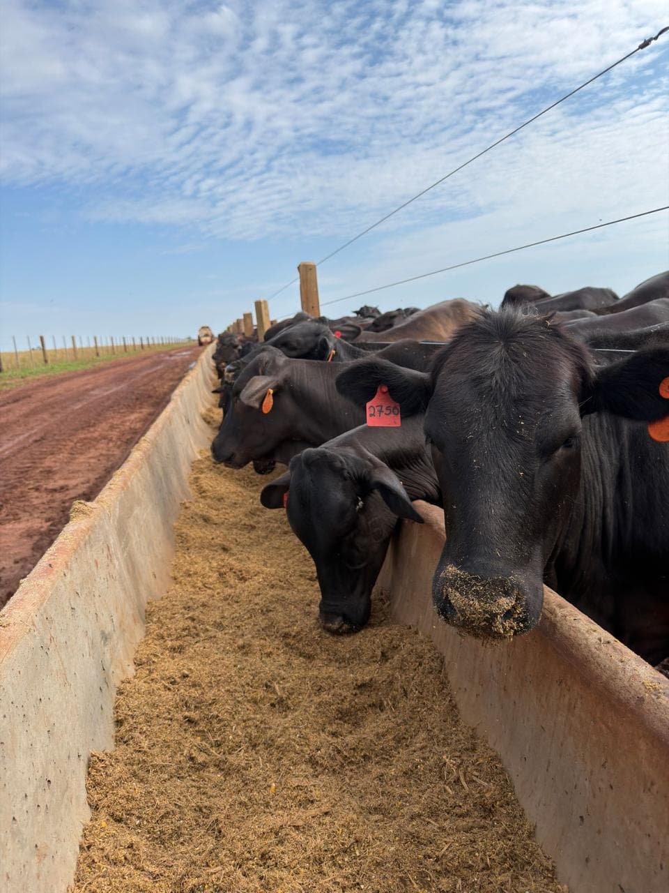 Close-up of cattle feeding at a concrete feed bunk.
