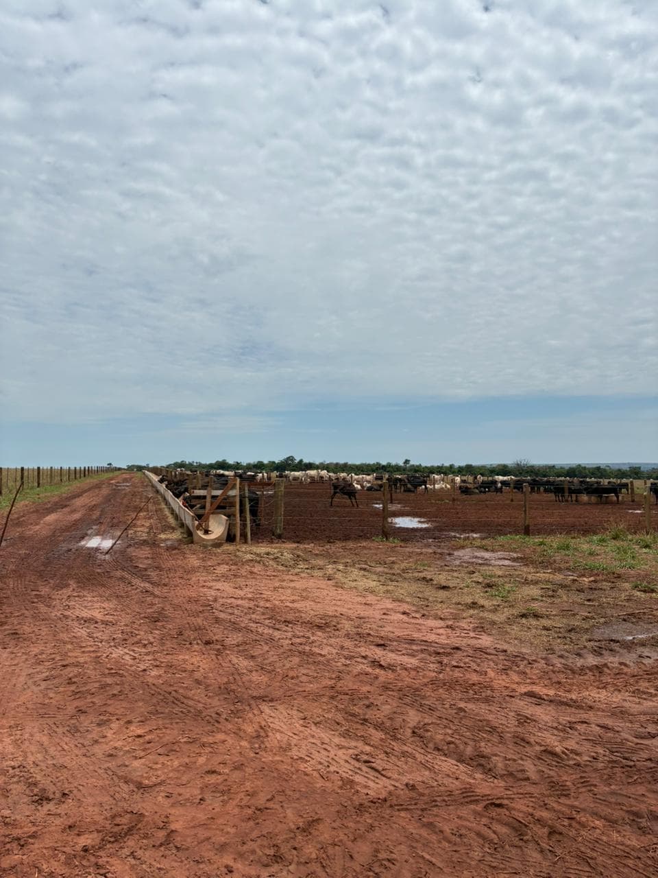 Cattle at the feed bunk inside the feedlot pens, with the internal access road alongside.