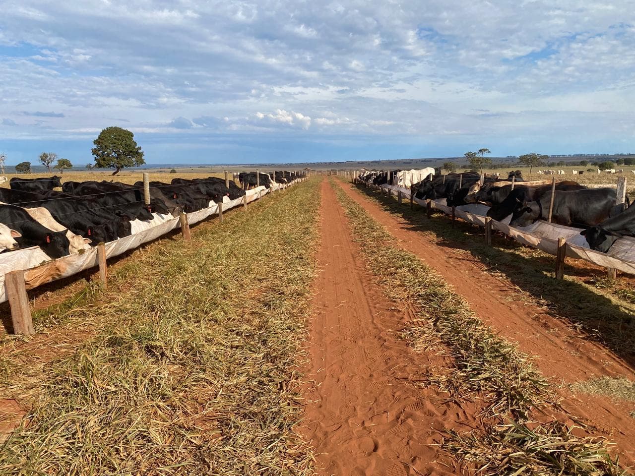 Rows of feed bunks with cattle on both sides of an internal dirt road.