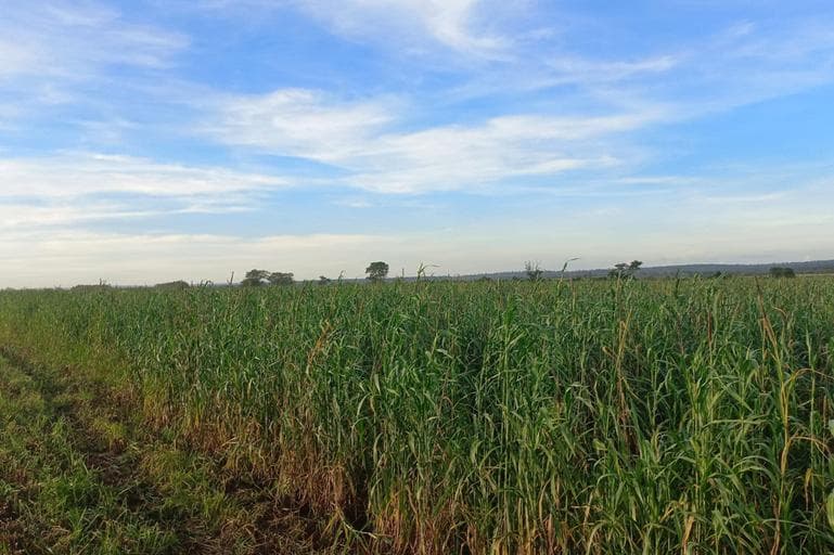 Dense, renovated forage pasture following fertility correction and reseeding.