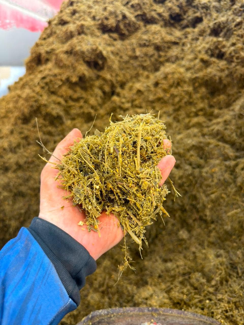 Close-up of fermented silage feed produced on the property for herd nutrition.